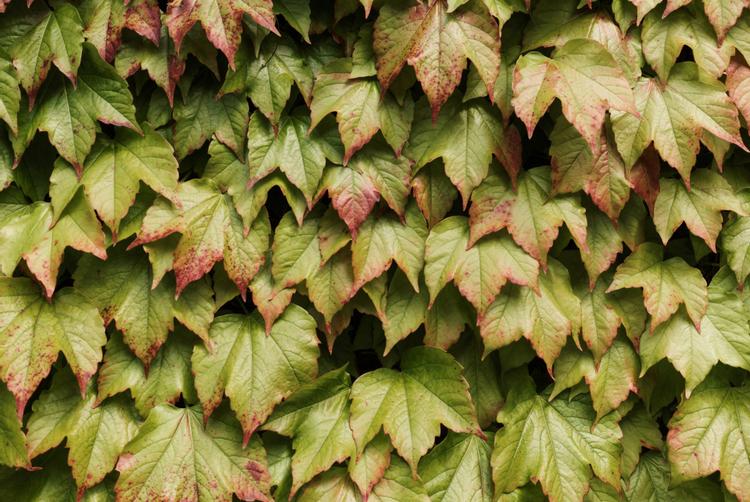 Villa di Piazzano | Tuoro sul Trasimeno | 10