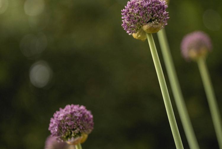 Villa di Piazzano | Tuoro sul Trasimeno | 3